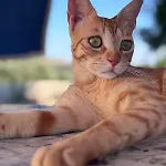 בית הארחה La Valle Dei Carrubi 3*