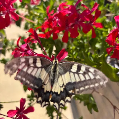 La Valle Dei Carrubi