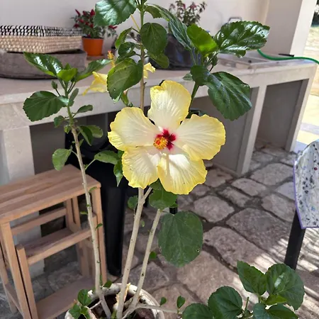 La Valle Dei Carrubi Scicli