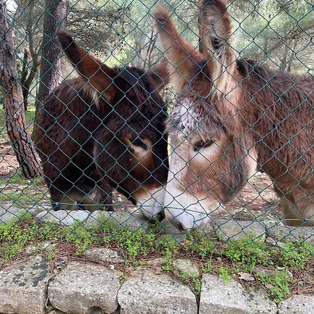 Affittacamere La Valle Dei Carrubi Scicli