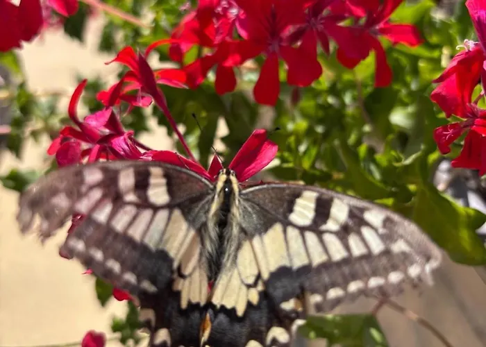 La Valle Dei Carrubi